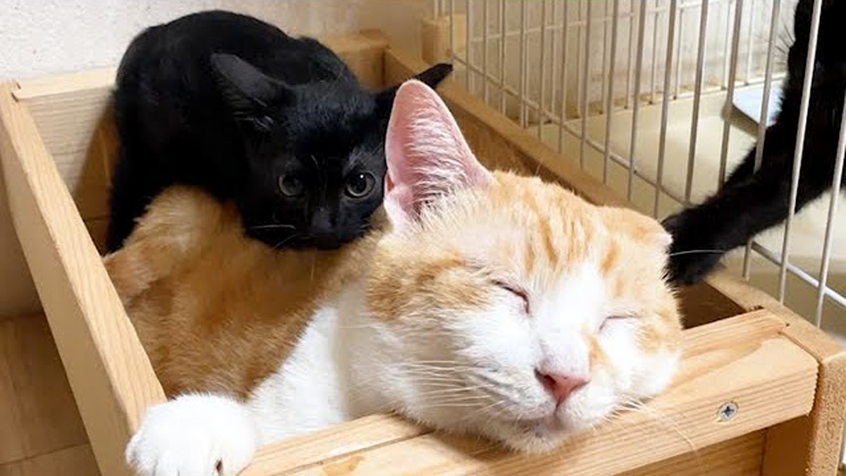 先住猫の背中に乗る子猫