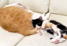 先住猫のシッポを抱いて眠る子猫