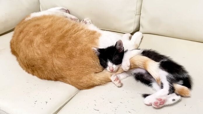 sippodaki_neko_title 先住猫のシッポを抱いて眠る子猫