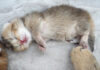 舌をしまい忘れたまま眠ってしまった赤ちゃん猫の姿に癒される (*´ω`*)♡ 舌を出して眠る子猫