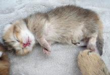 舌をしまい忘れたまま眠ってしまった赤ちゃん猫の姿に癒される (*´ω`*)♡ 舌を出して眠る子猫