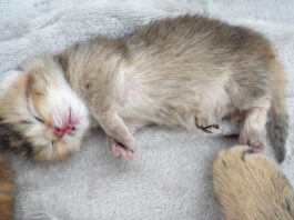 舌を出して眠る子猫