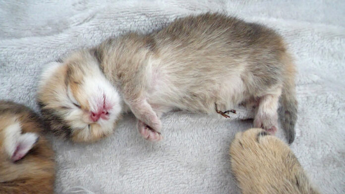 sitasimai_neko_title 舌を出して眠る子猫