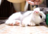 遊び疲れた子猫がそっと目を閉じる♪ ハイテンションな子猫の姿が可愛い♡ 遊び疲れた子猫