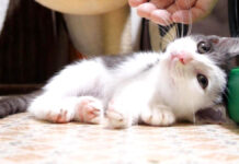遊び疲れた子猫がそっと目を閉じる♪ ハイテンションな子猫の姿が可愛い♡ 遊び疲れた子猫