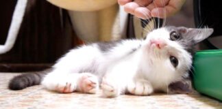 遊び疲れた子猫