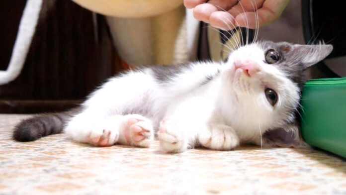 遊び疲れた子猫