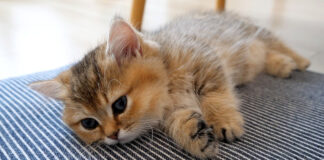 ウトウトする子猫