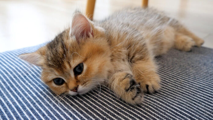 ウトウトする子猫