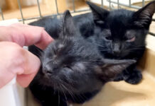 シャーがゴロゴロに変わった子猫