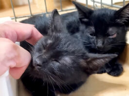 シャーがゴロゴロに変わった子猫
