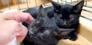 シャーがゴロゴロに変わった子猫