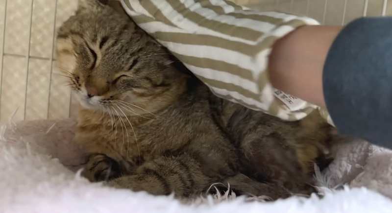 頭を撫でられる猫