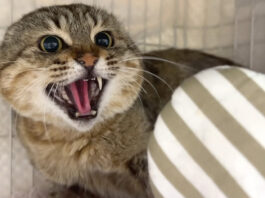 シャーと威嚇する猫