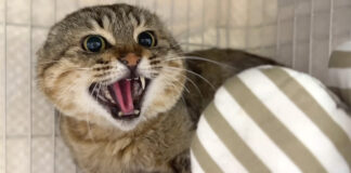 シャーと威嚇する猫