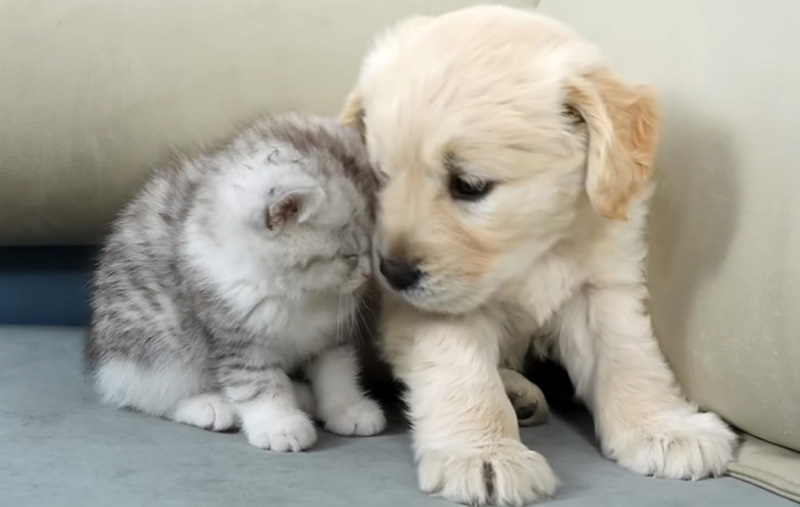 初めて会った子犬と子猫