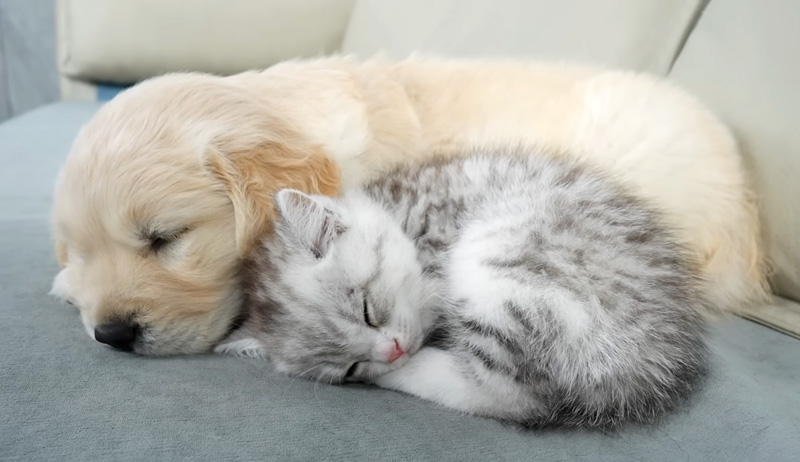 一緒に眠る子犬と子猫