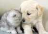 初めて会った子犬と子猫