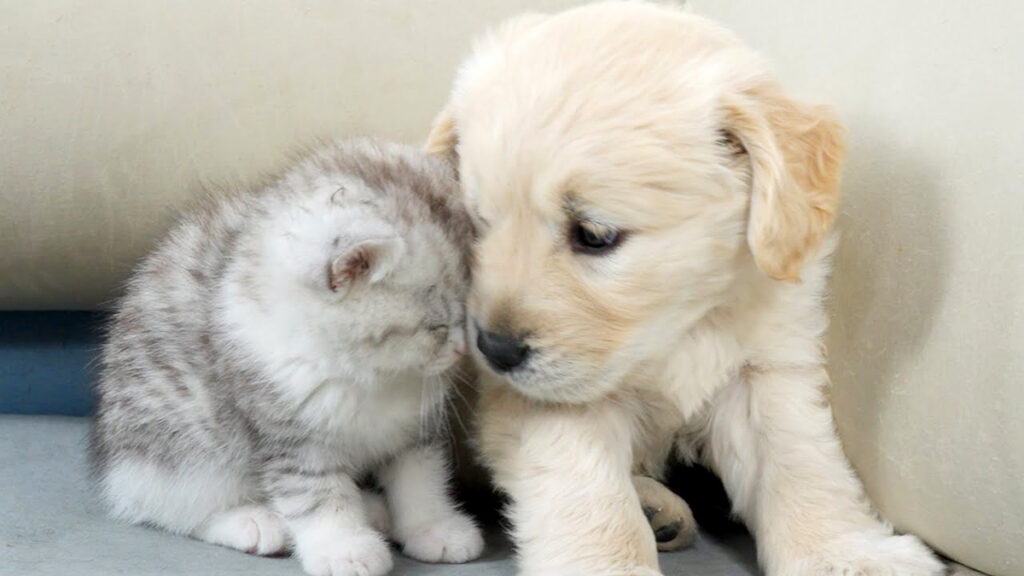 初日から親友になったゴールデンレトリバーの子犬と子猫の姿にキュンと