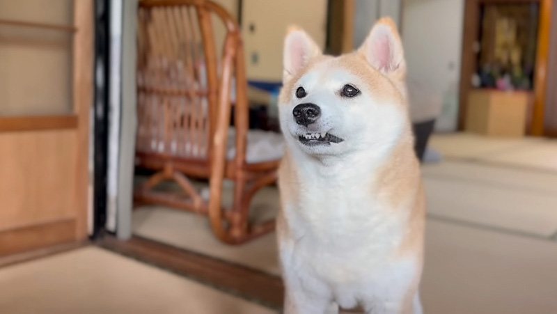 家の中で過ごす犬