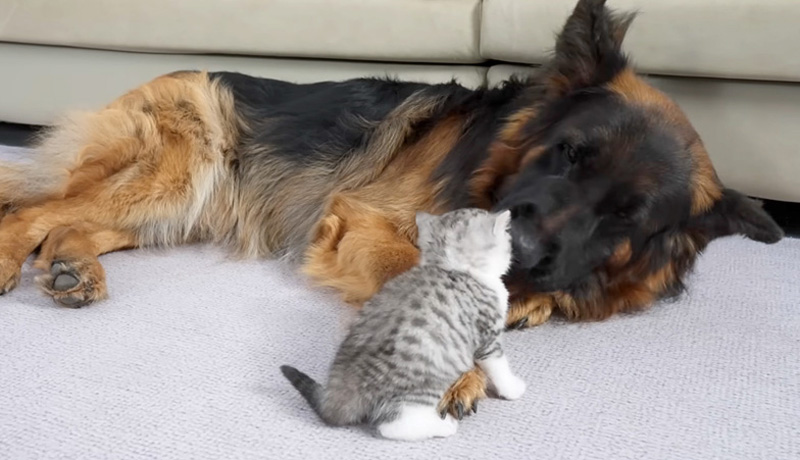 シェパードと友達になった子猫