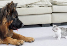 ジャーマンシェパードと対面した子猫