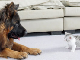 ジャーマンシェパードと対面した子猫