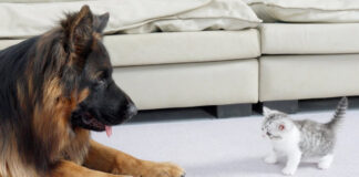 ジャーマンシェパードと対面した子猫