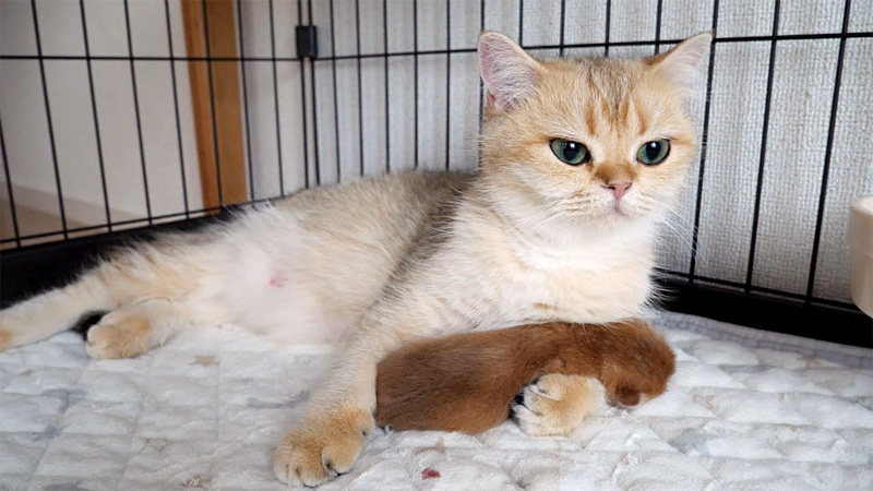 子猫を腕枕する母猫