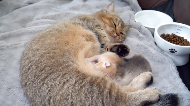 子猫達と寄り添う母猫