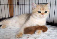 赤ちゃん猫に腕枕をしてあげるママ猫の姿がとっても優しかった (*´ェ`*)♡ 子猫を腕枕する母猫