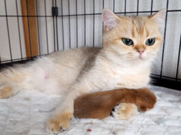 子猫を腕枕する母猫