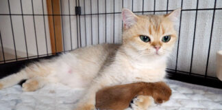 子猫を腕枕する母猫