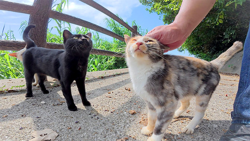 ナデナデされる子猫
