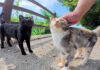 ナデナデされる子猫