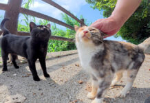 ナデナデされる子猫