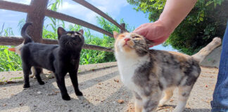 ナデナデされる子猫