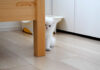 羨ましそうに見つめる子猫