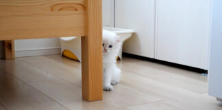 羨ましそうに見つめる子猫