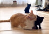 先住猫に甘える子猫