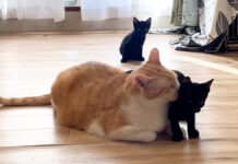 先住猫に甘える子猫