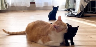 先住猫に甘える子猫