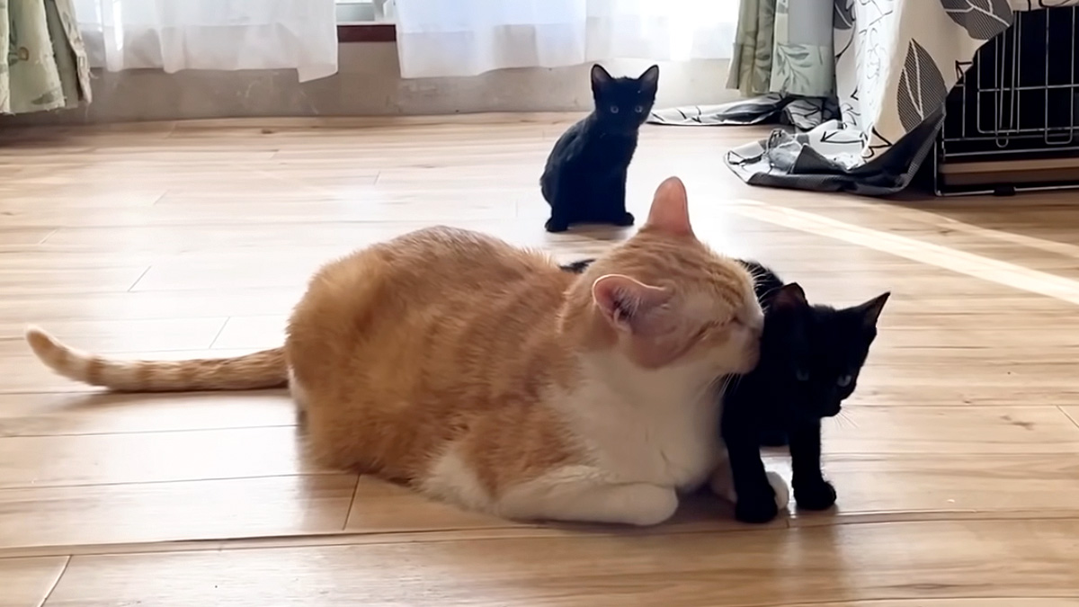 先住猫に甘える子猫