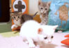 後ろから狙われる子猫