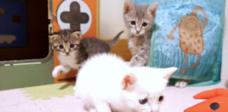 後ろから狙われる子猫