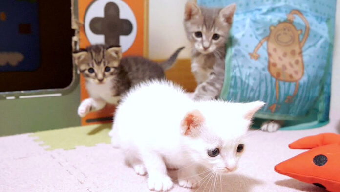 後ろから狙われる子猫