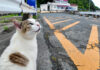 よく喋る猫