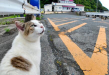 よく喋る猫