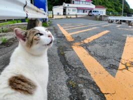 よく喋る猫