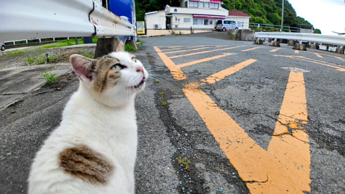 よく喋る猫